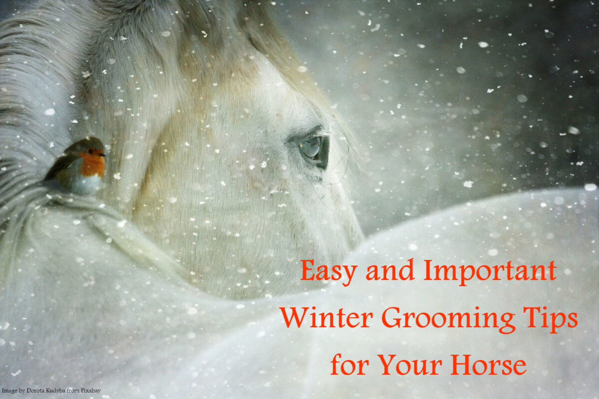 Easy and Important Winter Grooming Tips for Your Horse