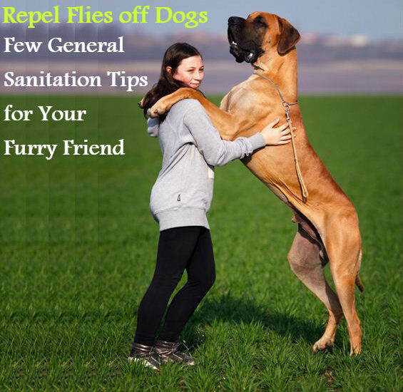 Repel Flies off Dogs: Few General Sanitation Tips for Your Furry Friend