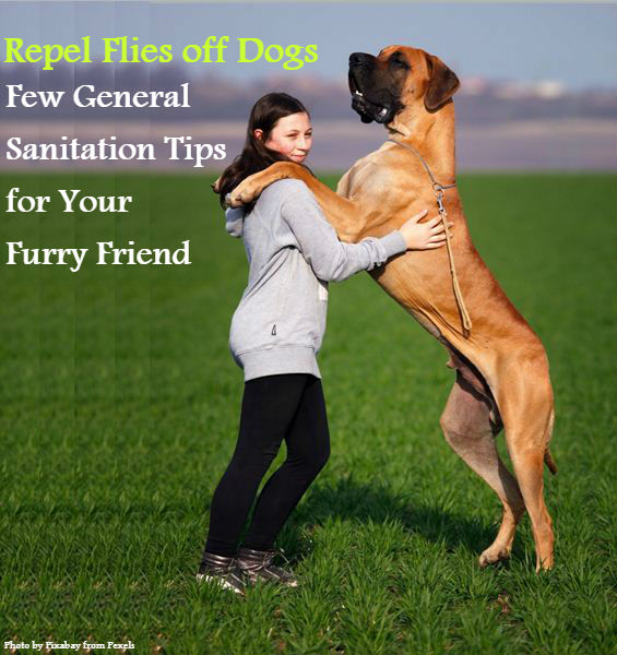 Repel Flies off Dogs: Few General Sanitation Tips for Your Furry Friend