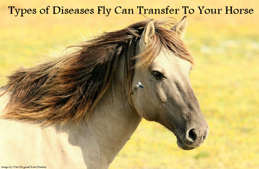 Types of Diseases Fly Can Transfer To Your Horse