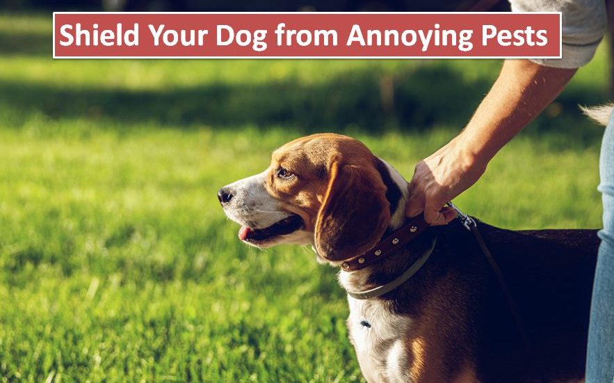 Shield Your Dog from Annoying Pests