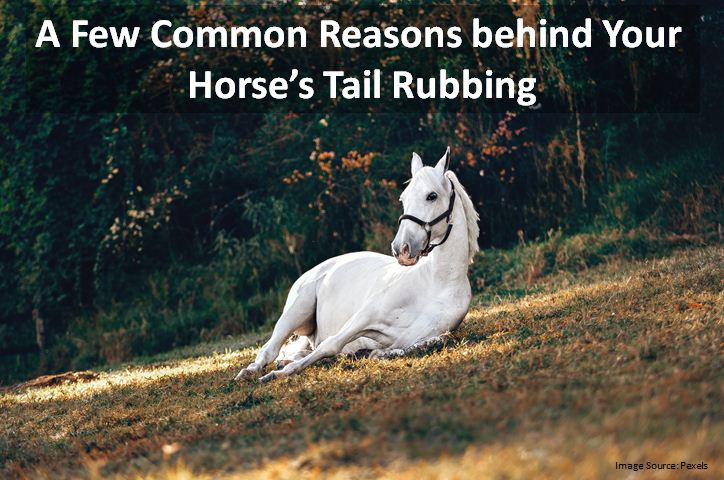 A Few Common Reasons behind Your Horse’s Tail Rubbing