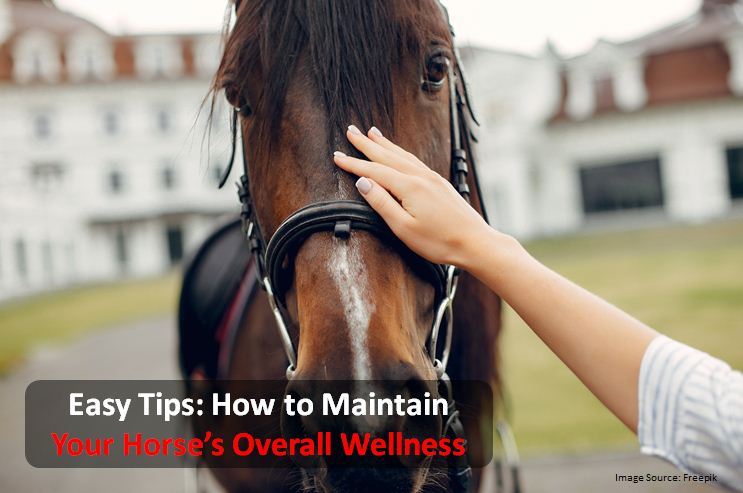 Easy Tips: How to Maintain Your Horse’s Overall Wellness